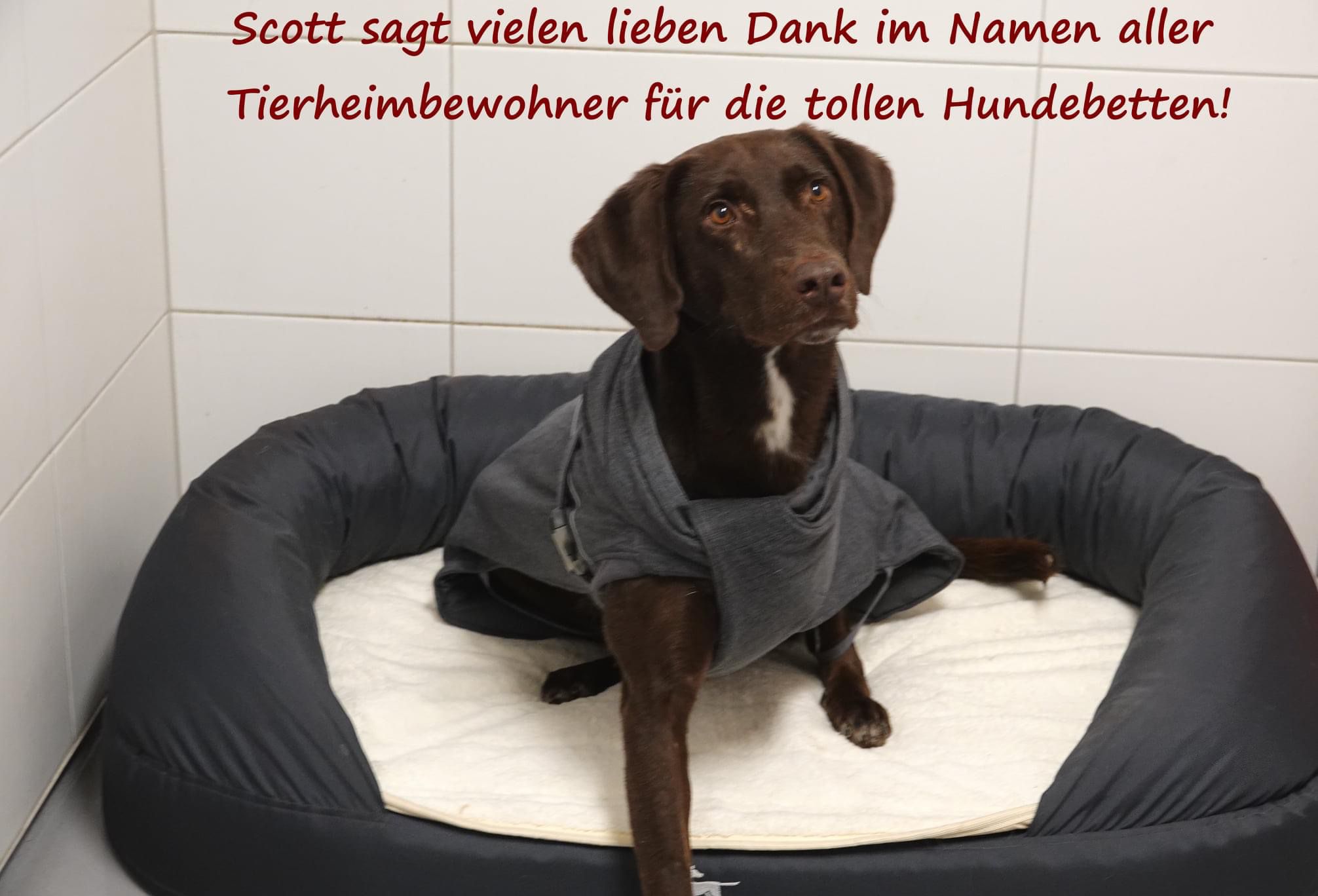 Onlineshop für Hundebedarf und Hundezubehör. Orthopädische Hundebetten, Hundekissen, Leinen, Halsbänder, Halstücher & mehr in unserem Hundeshop.